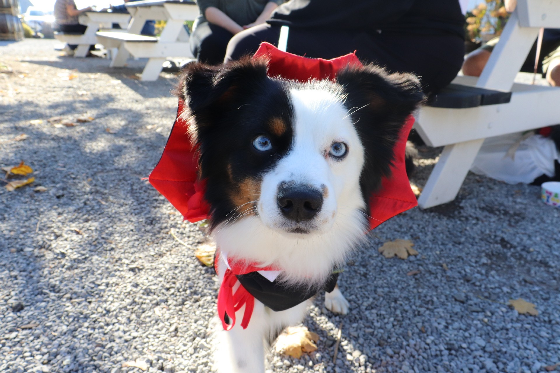 Howl-o-Ween Celebration